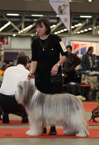 CH. Gentiane des Emeraudes du Lac - 1° EXC, CAC, RCACIB