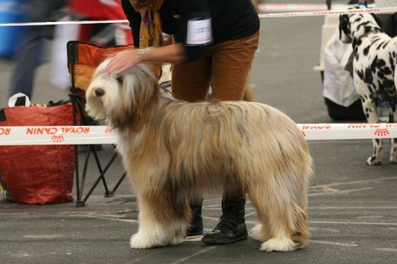 CH. Gentiane des Emeraudes du Lac - 2°TB
