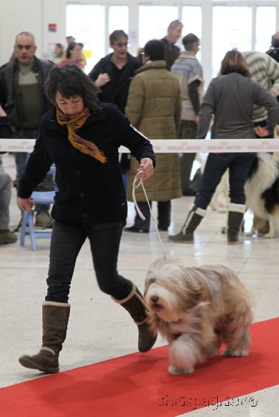 CH. Gentiane des Emeraudes du Lac - 1°EXC