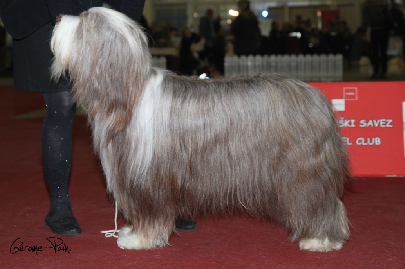 CH. Gentiane des Emeraudes du Lac - 1 EXC. CAC.CACIB. BEST SEX OPPOSIT