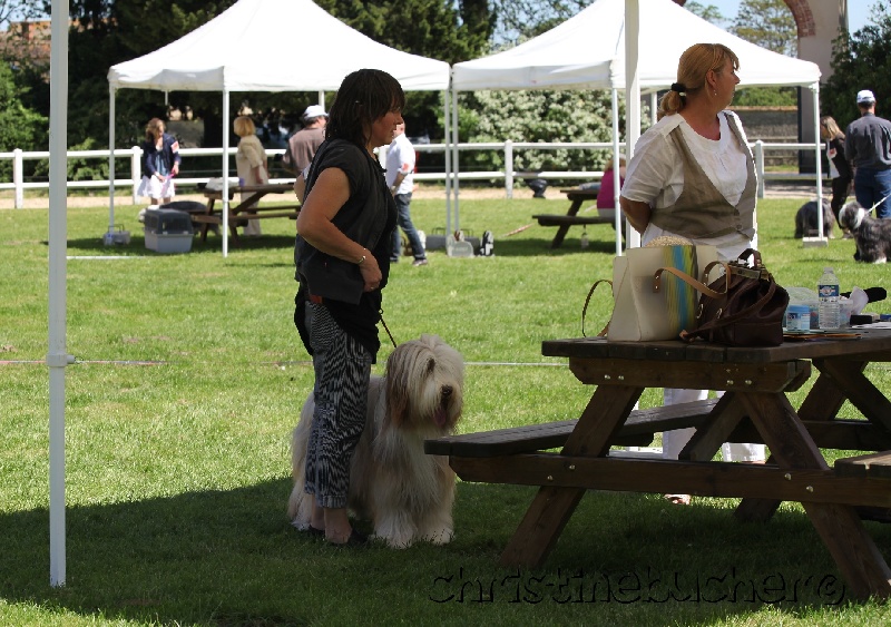 CH. Gentiane des Emeraudes du Lac - Très Bon