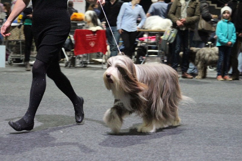 CH. Gentiane des Emeraudes du Lac - 2° EXC.RCAC.