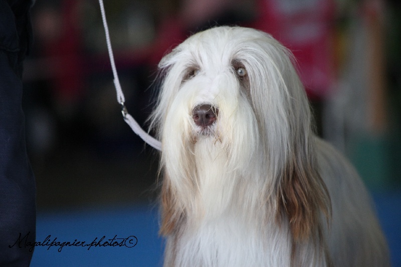 CH. Gentiane des Emeraudes du Lac - 4° EXC.en classe Jeune
