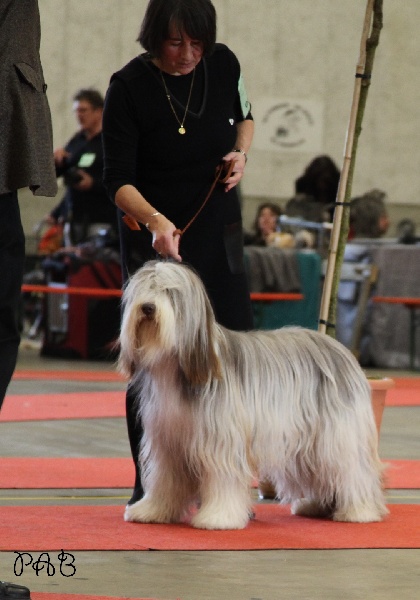 CH. Gentiane des Emeraudes du Lac - 1° EXC, CAC, CACIB