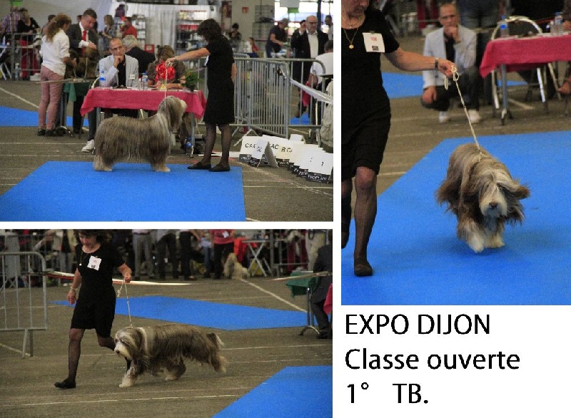 CH. Gentiane des Emeraudes du Lac - 1° TB