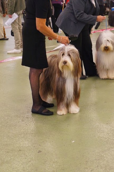 CH. Gentiane des Emeraudes du Lac - 3 TB