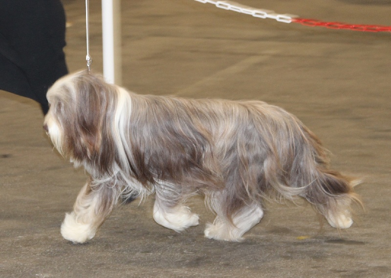 CH. Gentiane des Emeraudes du Lac - 2° EXC, RCAC