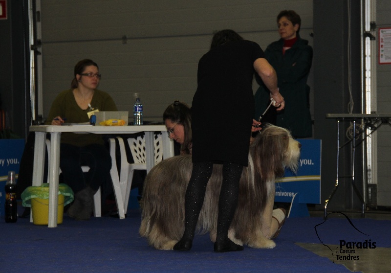 CH. Gentiane des Emeraudes du Lac - 1°EXC.