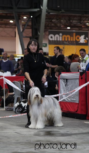 CH. Gentiane des Emeraudes du Lac - 2°EXC Classe intermédiaire