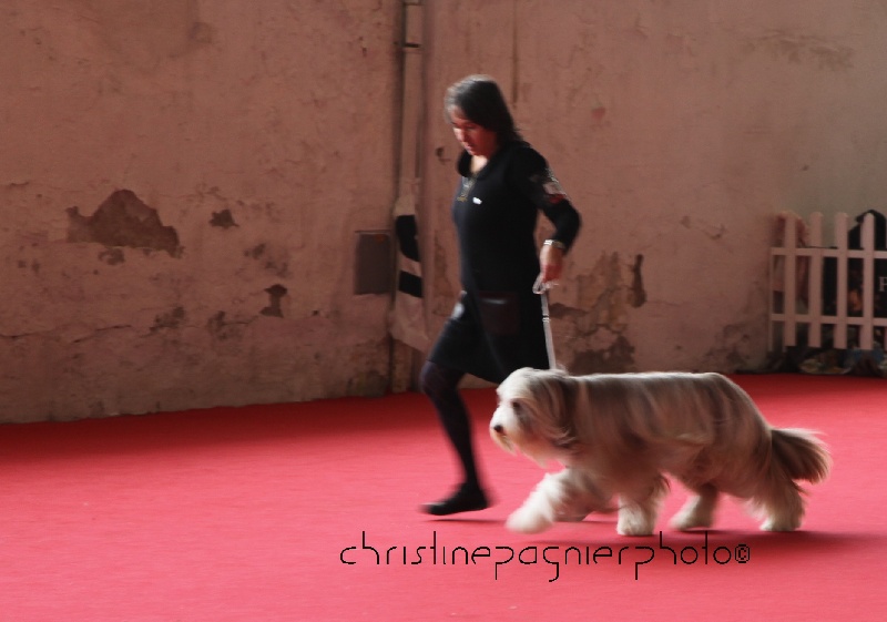 CH. Gentiane des Emeraudes du Lac - 1°EXC, CAC, RACIB en classe Ouverte
