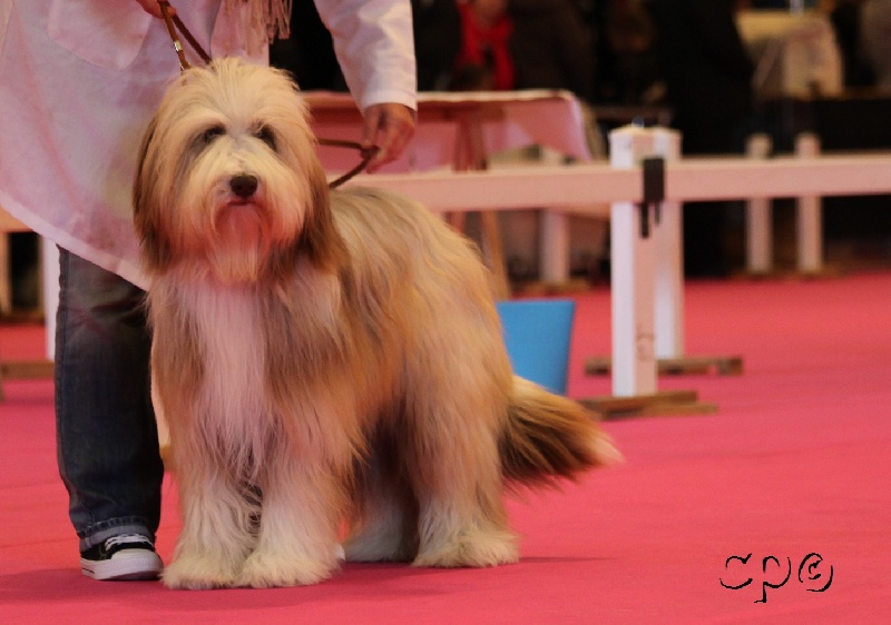 CH. Gentiane des Emeraudes du Lac - 1° EXC, Meilleure Jeune