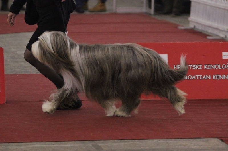 CH. Gentiane des Emeraudes du Lac - 1 ERE EXC. CAC.HR