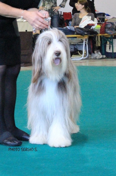 CH. Gentiane des Emeraudes du Lac - 1 EXC,CAC, RCACIB