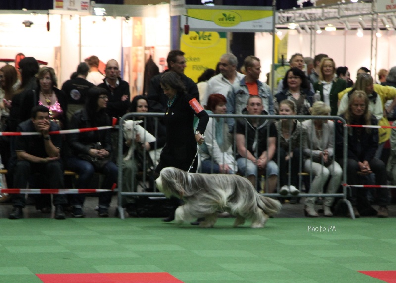 CH. Gentiane des Emeraudes du Lac - 1EXC,CAC,CACIB,BOB (Meilleure de Race)