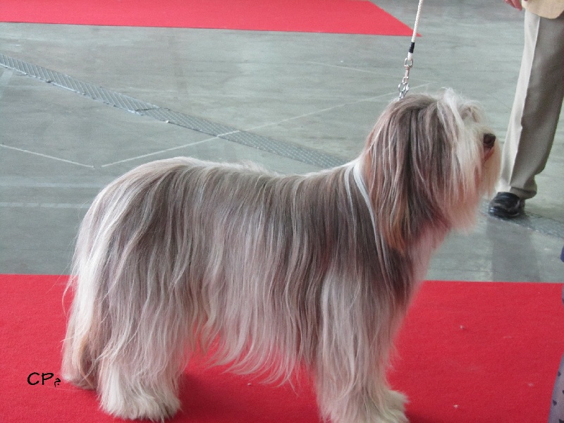 CH. Gentiane des Emeraudes du Lac - 1°EXC, CAC, CACIB, BOB,