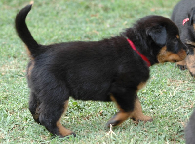 Les chiots de Berger de Beauce