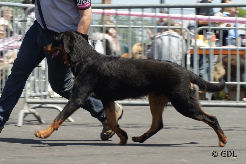 I am a bear du Mas Roc Maria - Meilleur Puppy mâle