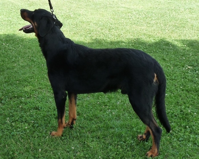 I am a bear du Mas Roc Maria - 1er excellent, CACS et meilleur de race