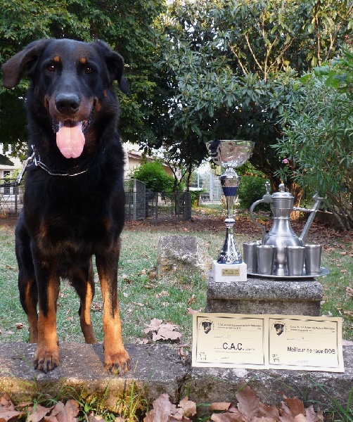 CH. Cap horn du Mas Roc Maria - CAC, Meilleur mâle, meilleur de race de la nationale suisse