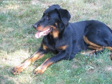 Athalia des Lauriers d'Eguilles - cotation 2 + CANT