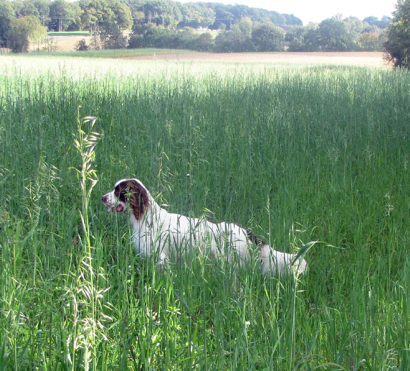 Publication : du domaine de Carrouge Auteur : YL