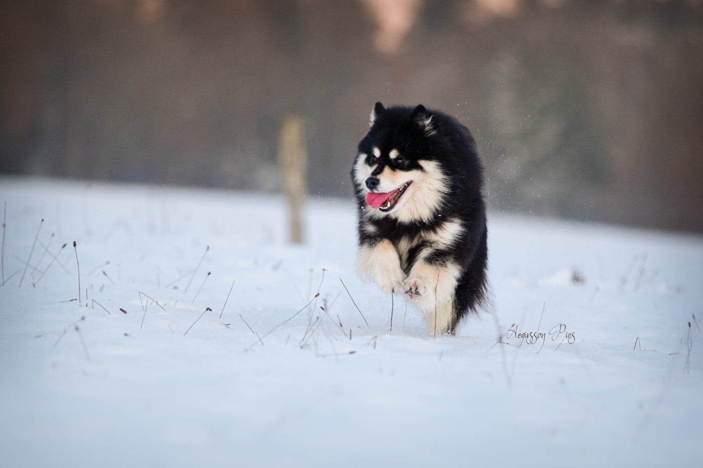 CH. Aegirsson Randall