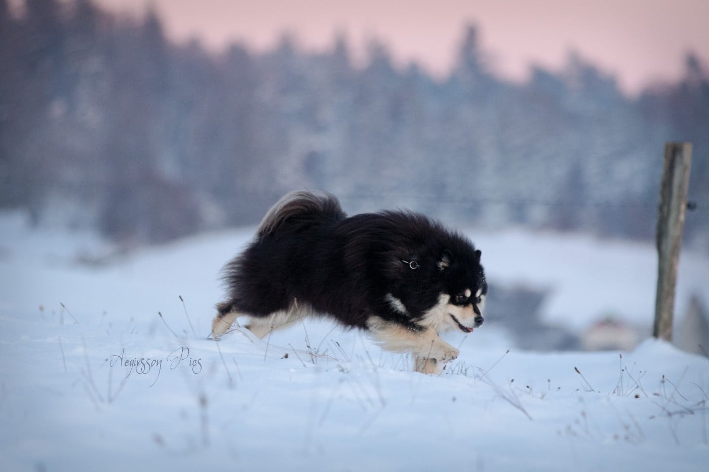 CH. Aegirsson Randall