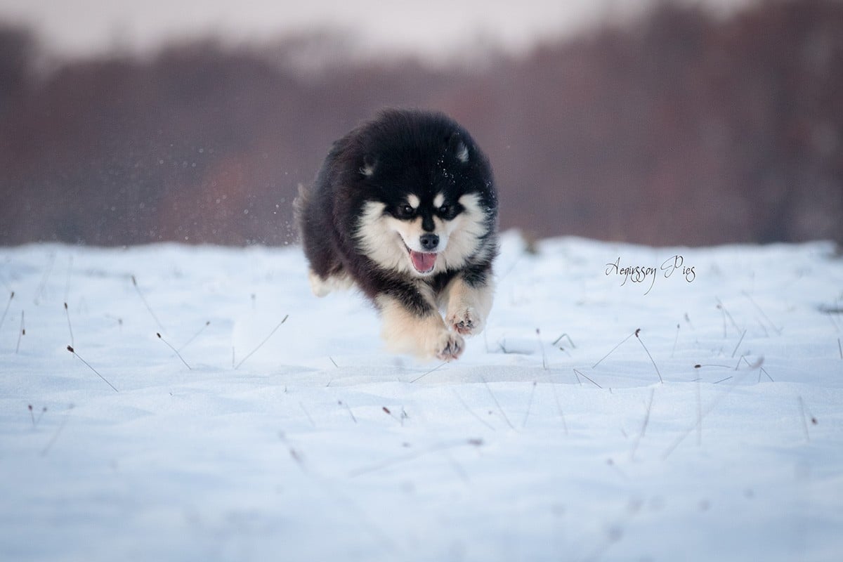 CH. Aegirsson Randall