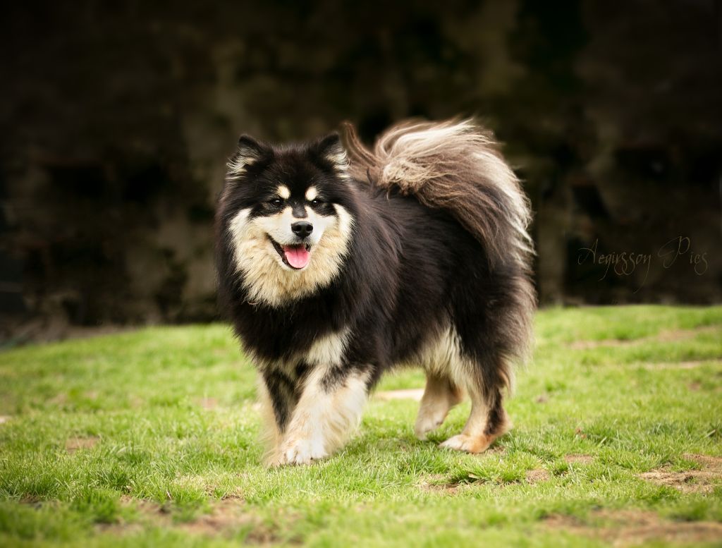 CH. Aegirsson Randall