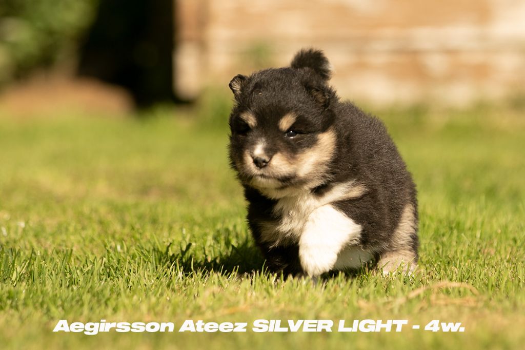 ATEEZ Silver Light