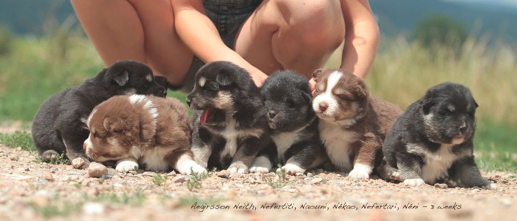 chiot Chien finnois de Laponie Aegirsson