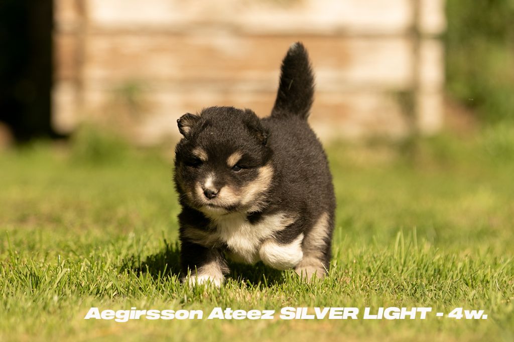 ATEEZ Silver Light