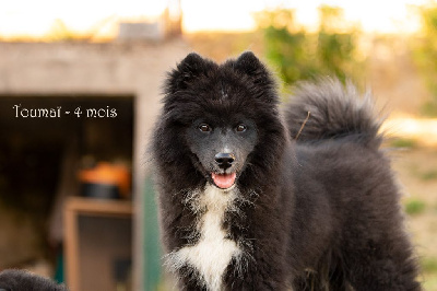 Les chiots de Chien finnois de Laponie
