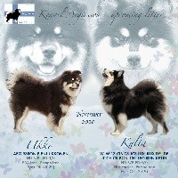 Chien finnois de Laponie - Rainbow - Aegirsson