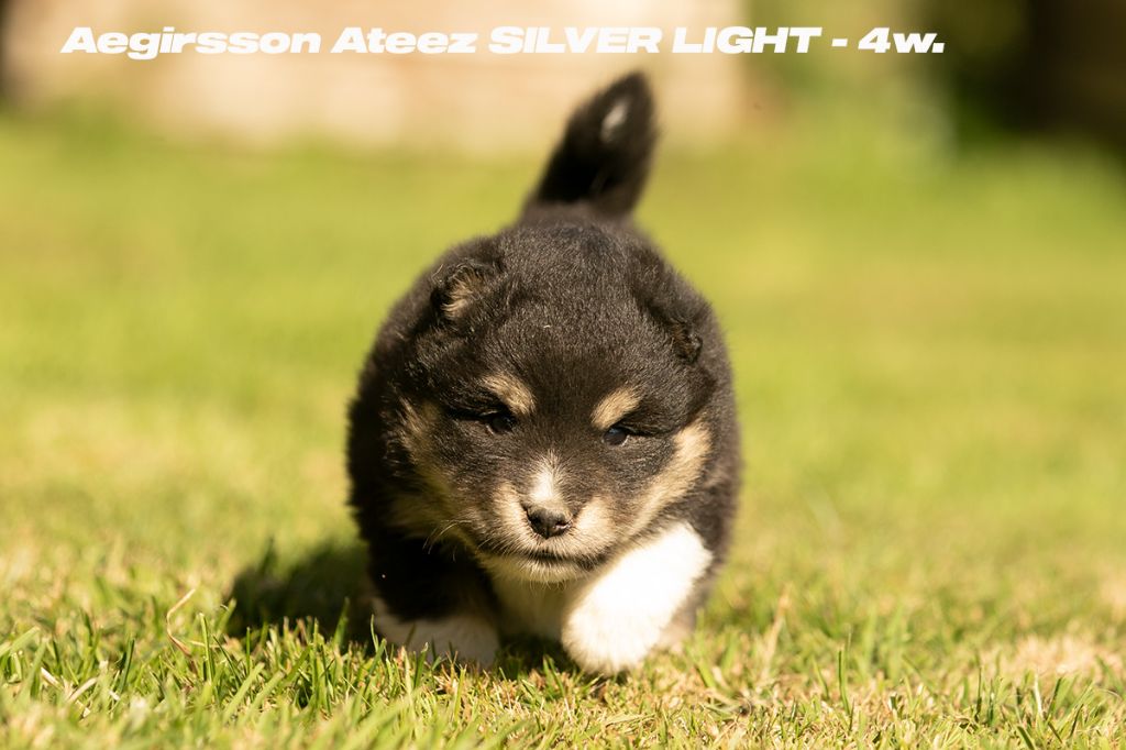 ATEEZ Silver Light