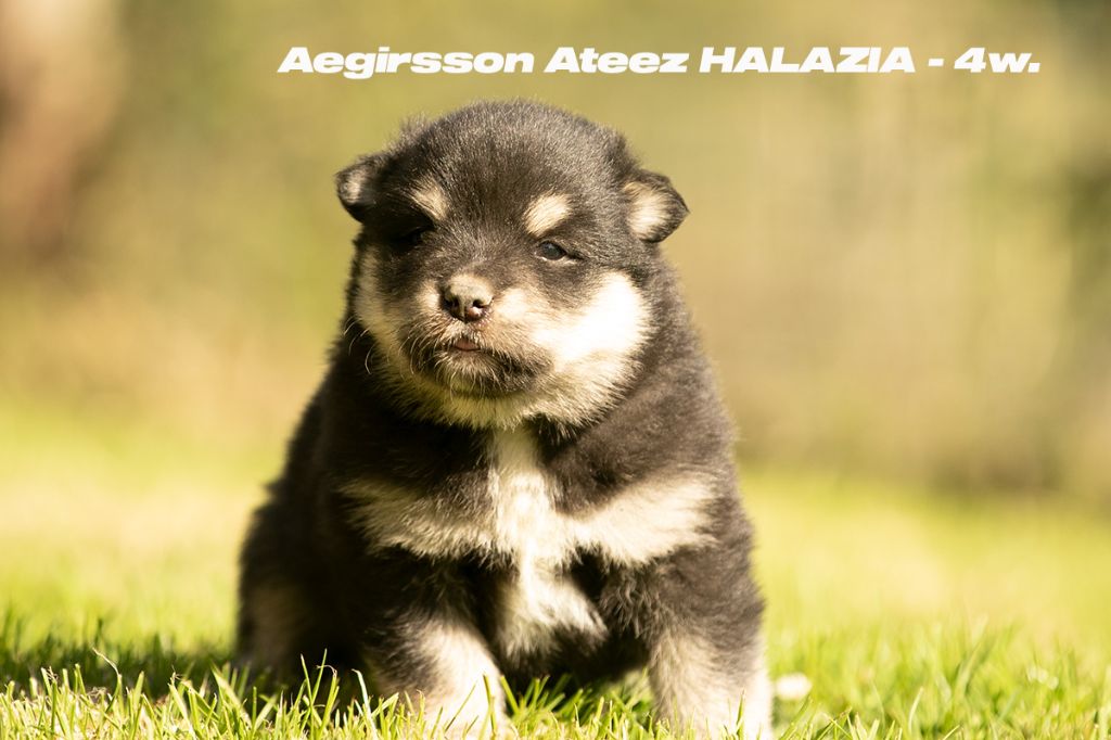 ATEEZ Halazia