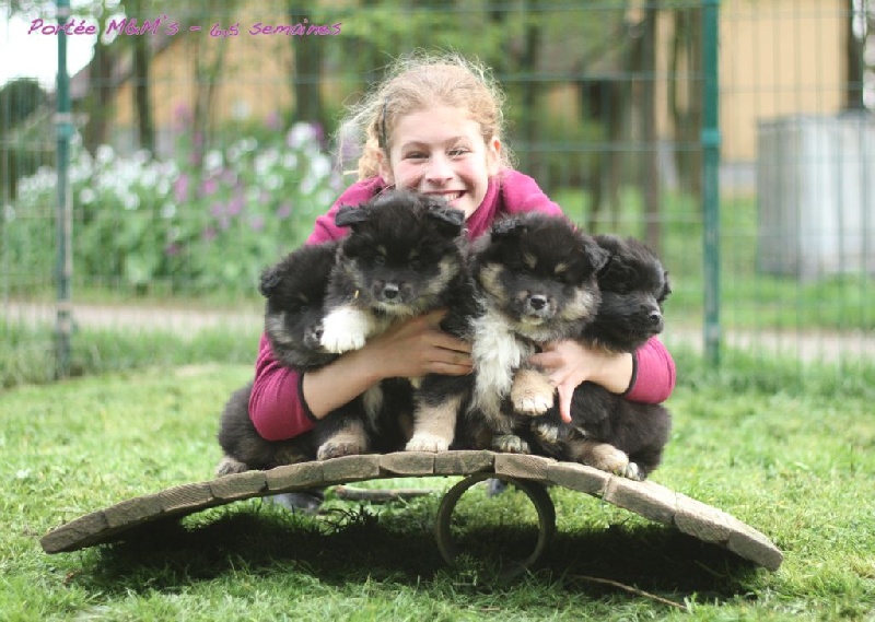 chiot Chien finnois de Laponie Aegirsson