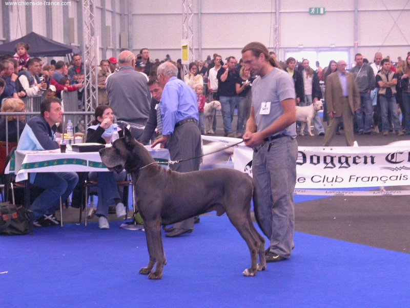 CH. Saphyr de l'Orangerie des perles rares - 1er Excellent classe Champion CACIB