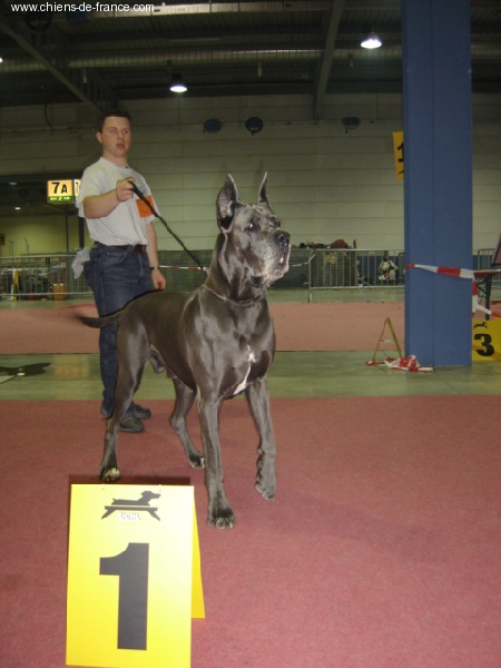 CH. Saphyr de l'Orangerie des perles rares - CACIB