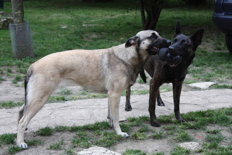 Publication : de la Cité des Maraudeurs Auteur : la cité des maraudeurs