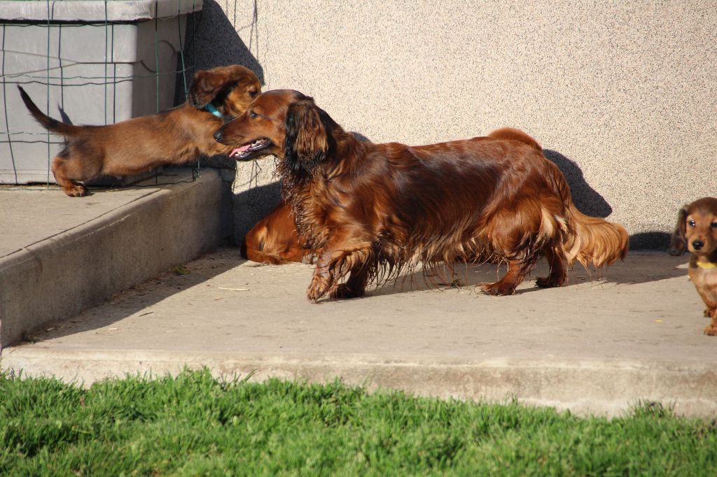 Publication : de la Cité des Maraudeurs Auteur : Propriétaire