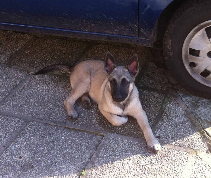 Publication : de la Cité des Maraudeurs Auteur : la cité des maraudeurs