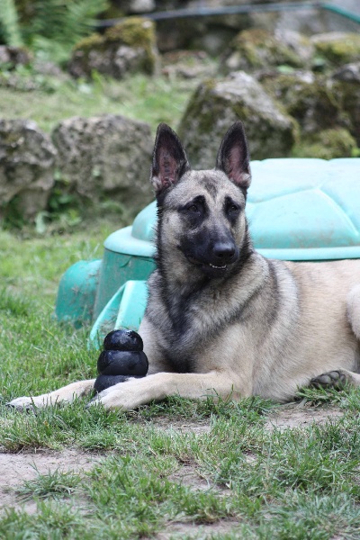 Publication : de la Cité des Maraudeurs Auteur : la cité des maraudeurs