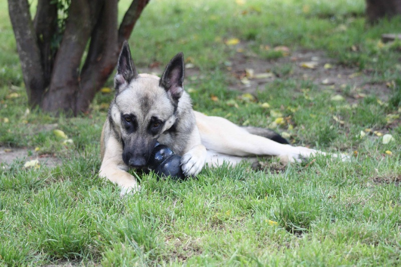 Publication : de la Cité des Maraudeurs Auteur : la cité des maraudeurs