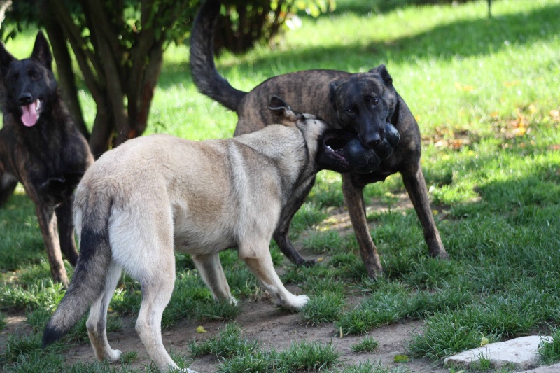 Publication : de la Cité des Maraudeurs Auteur : la cité des maraudeurs