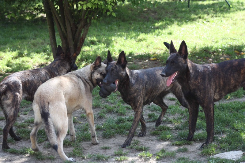 Publication : de la Cité des Maraudeurs Auteur : la cité des maraudeurs