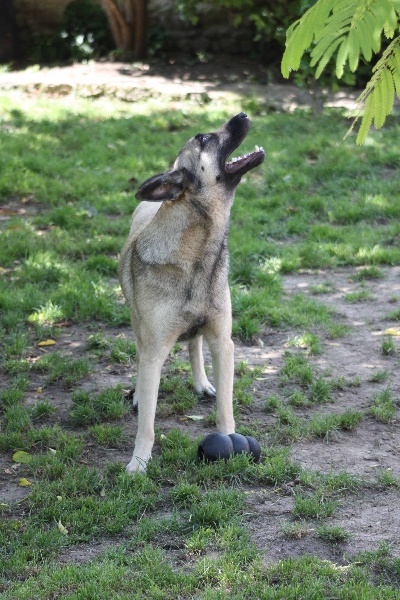Publication : de la Cité des Maraudeurs Auteur : la cité des maraudeurs