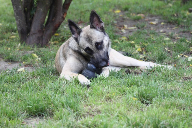 Publication : de la Cité des Maraudeurs Auteur : la cité des maraudeurs