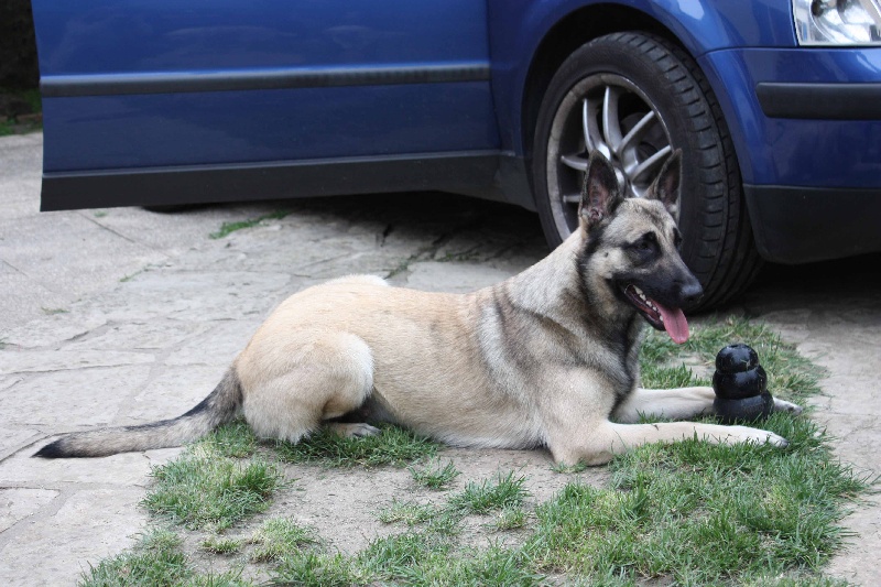 Publication : de la Cité des Maraudeurs Auteur : la cité des maraudeurs