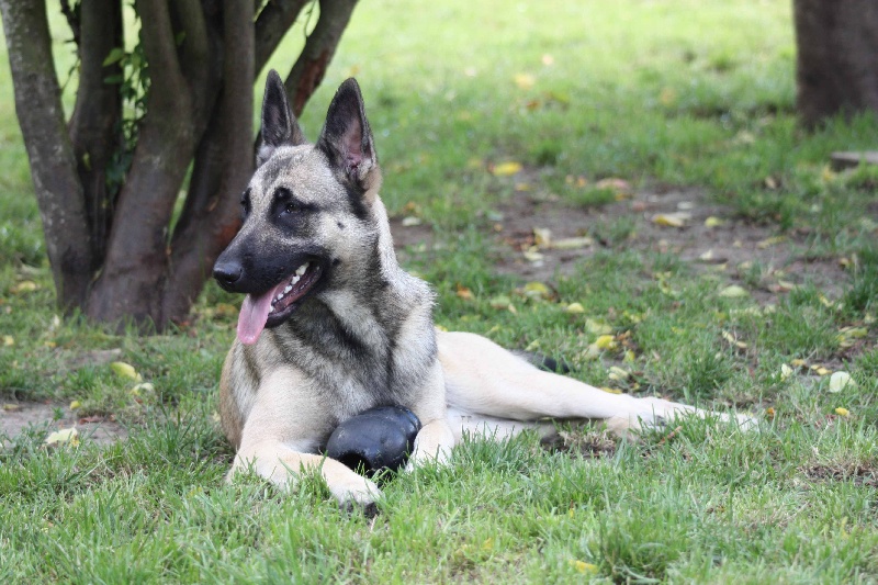 Publication : de la Cité des Maraudeurs Auteur : la cité des maraudeurs